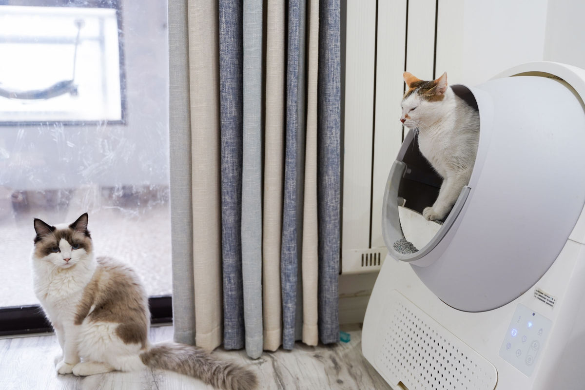 Two cats relaxing in a modern living room