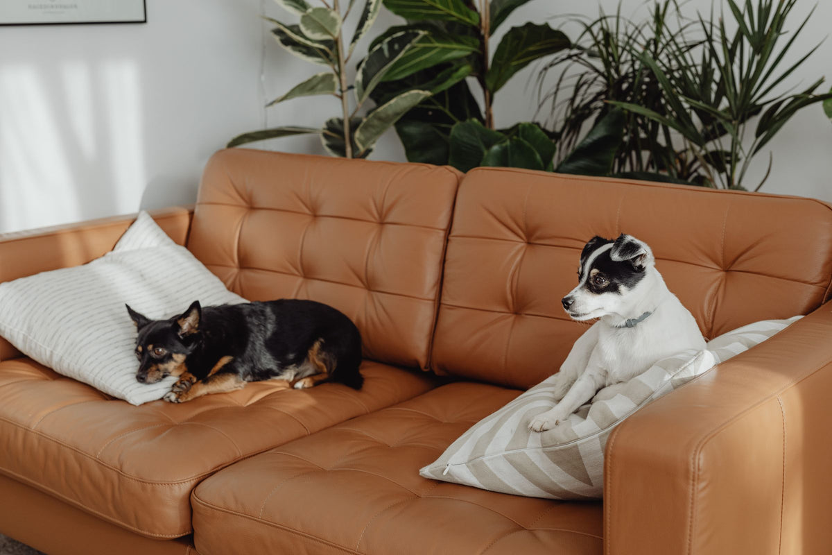 Two dogs relaxing on a stylish sofa at home