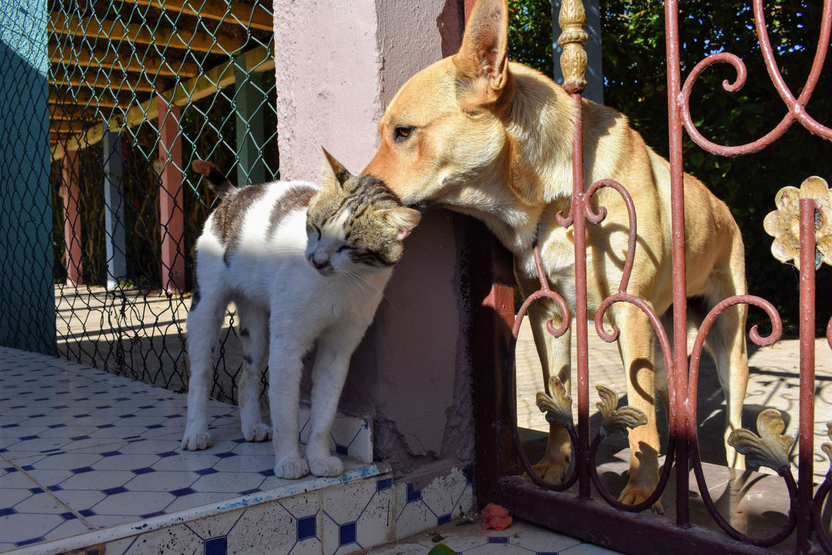 Dog and cat together in a sunny outdoor setting